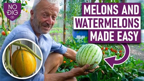 mealonstube|Free Melons Tube Porn Videos